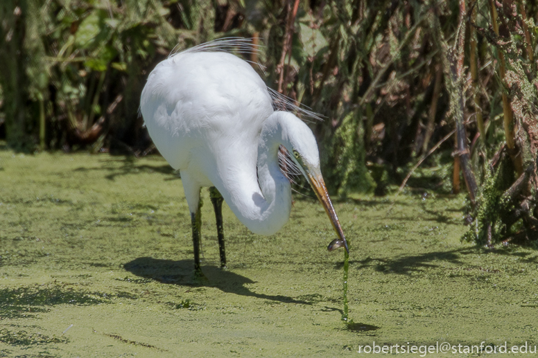 emily renzel wetlands